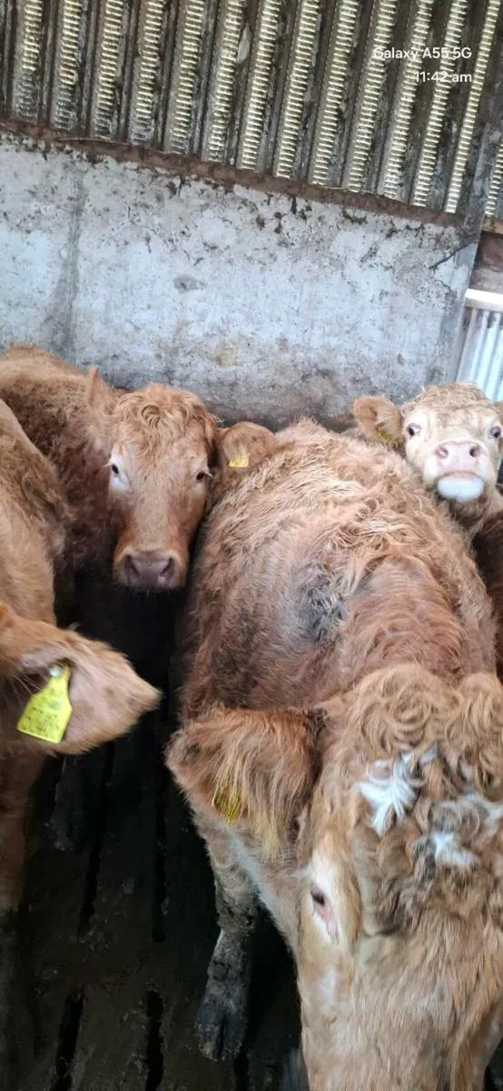 Incalf heifers - Image 1