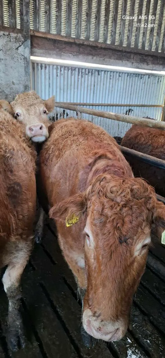 Incalf heifers - Image 2