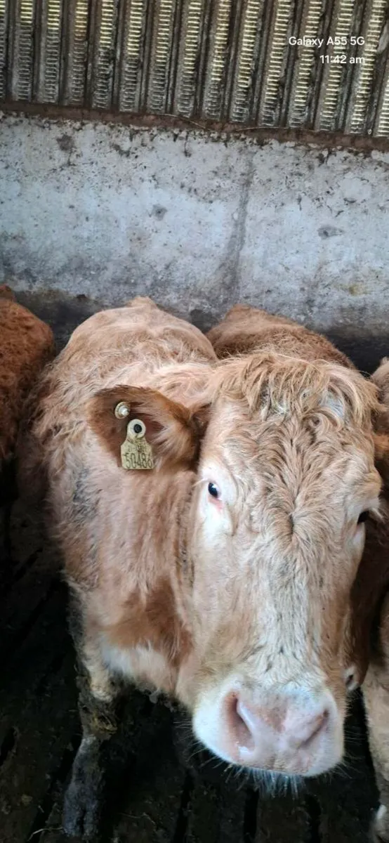 Incalf heifers - Image 3