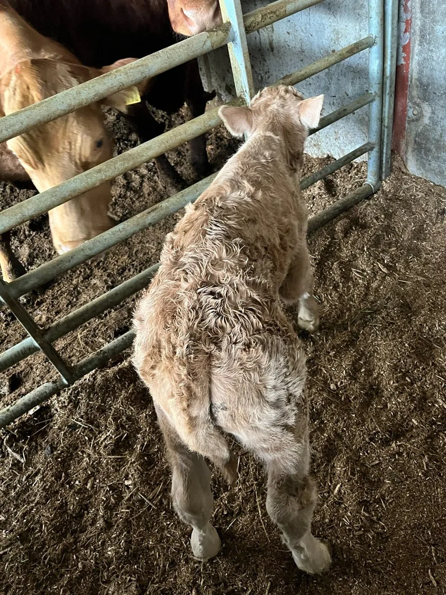 2 PB 5🌟 CH BULLS - Image 3