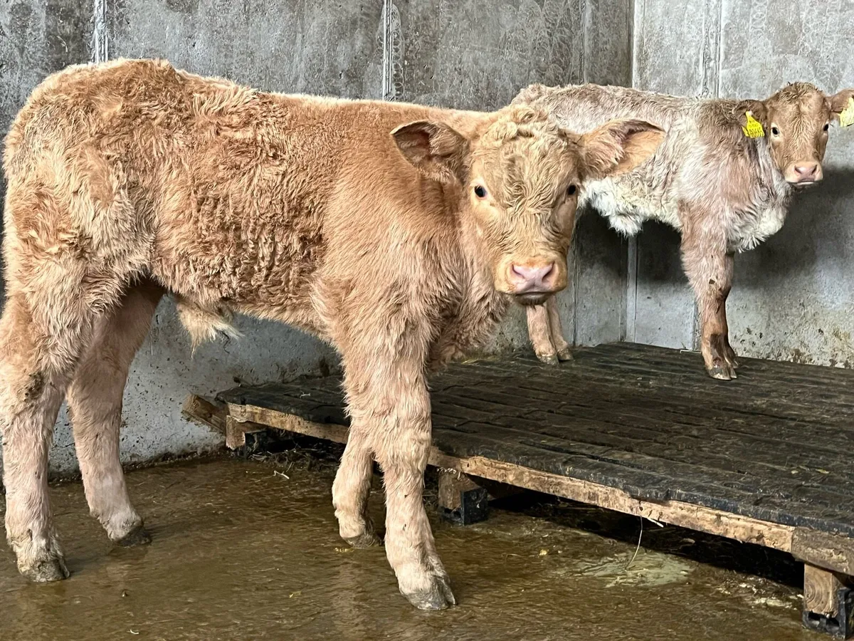 2 PB 5🌟 CH BULLS - Image 4