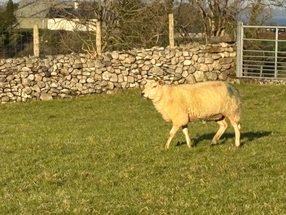 Inlamb ewes - Image 1