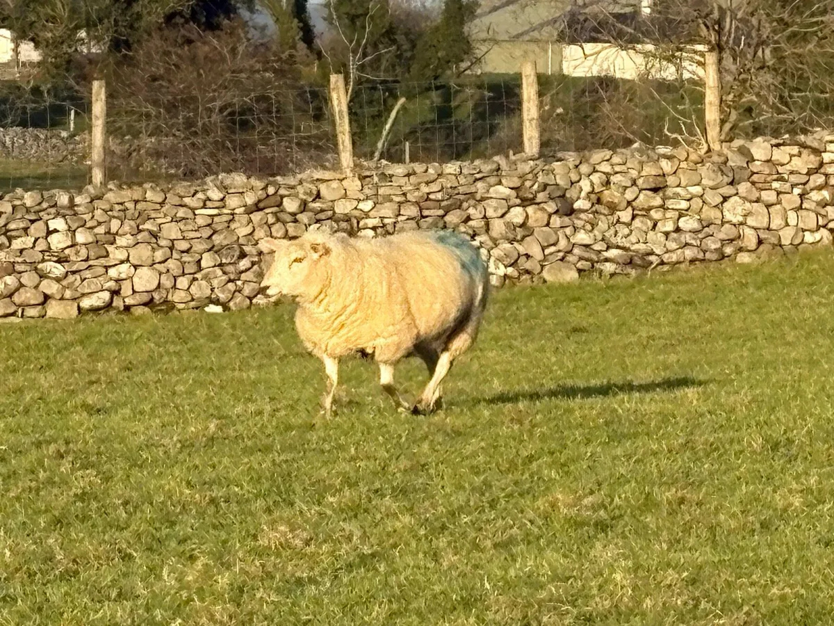 Inlamb ewes - Image 2