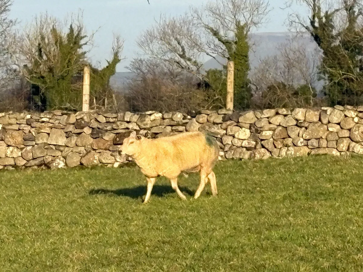 Inlamb ewes - Image 4