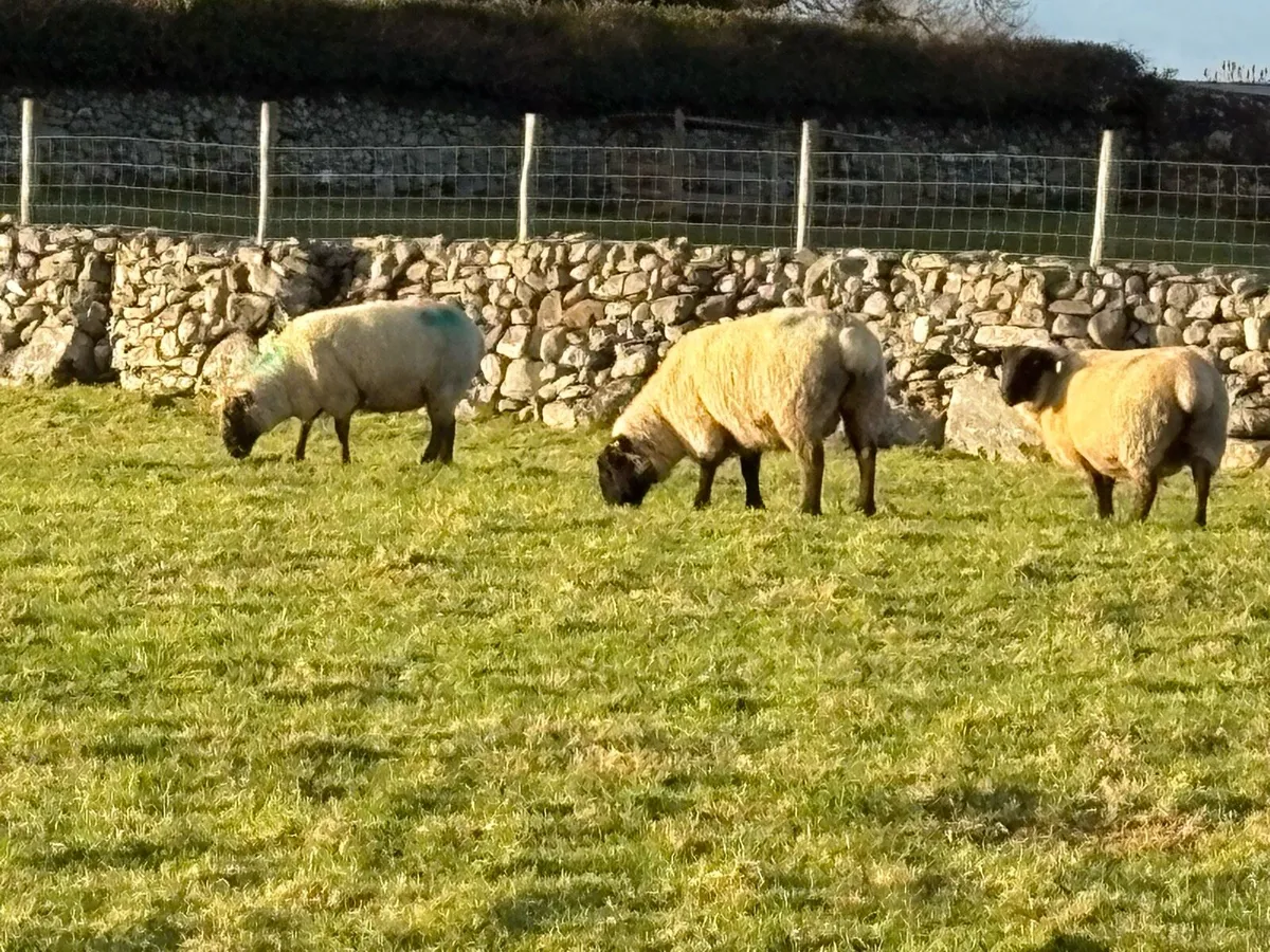 Scanned Inlamb ewes - Image 3