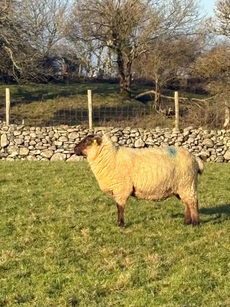 Scanned Inlamb ewes - Image 4