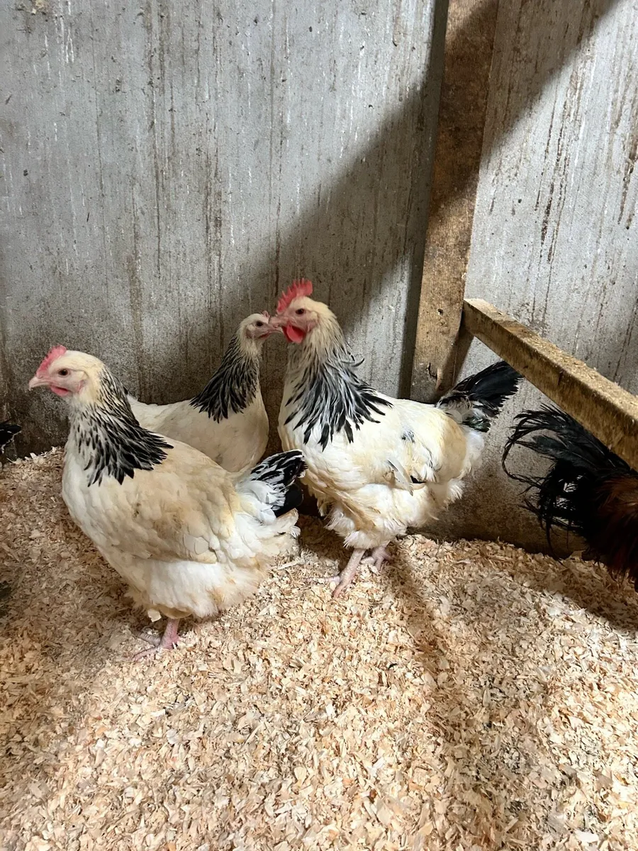 Purebred poultry - Image 1