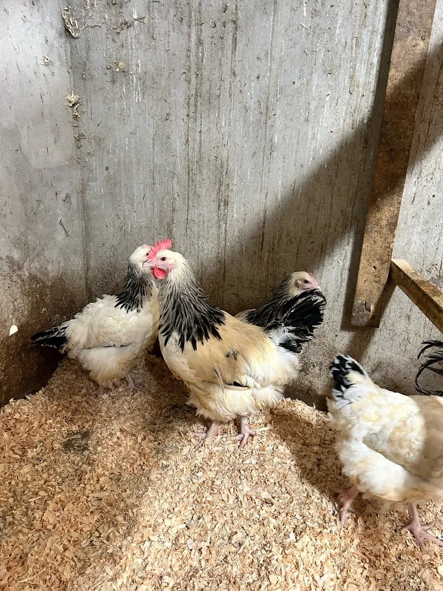 Purebred poultry - Image 2