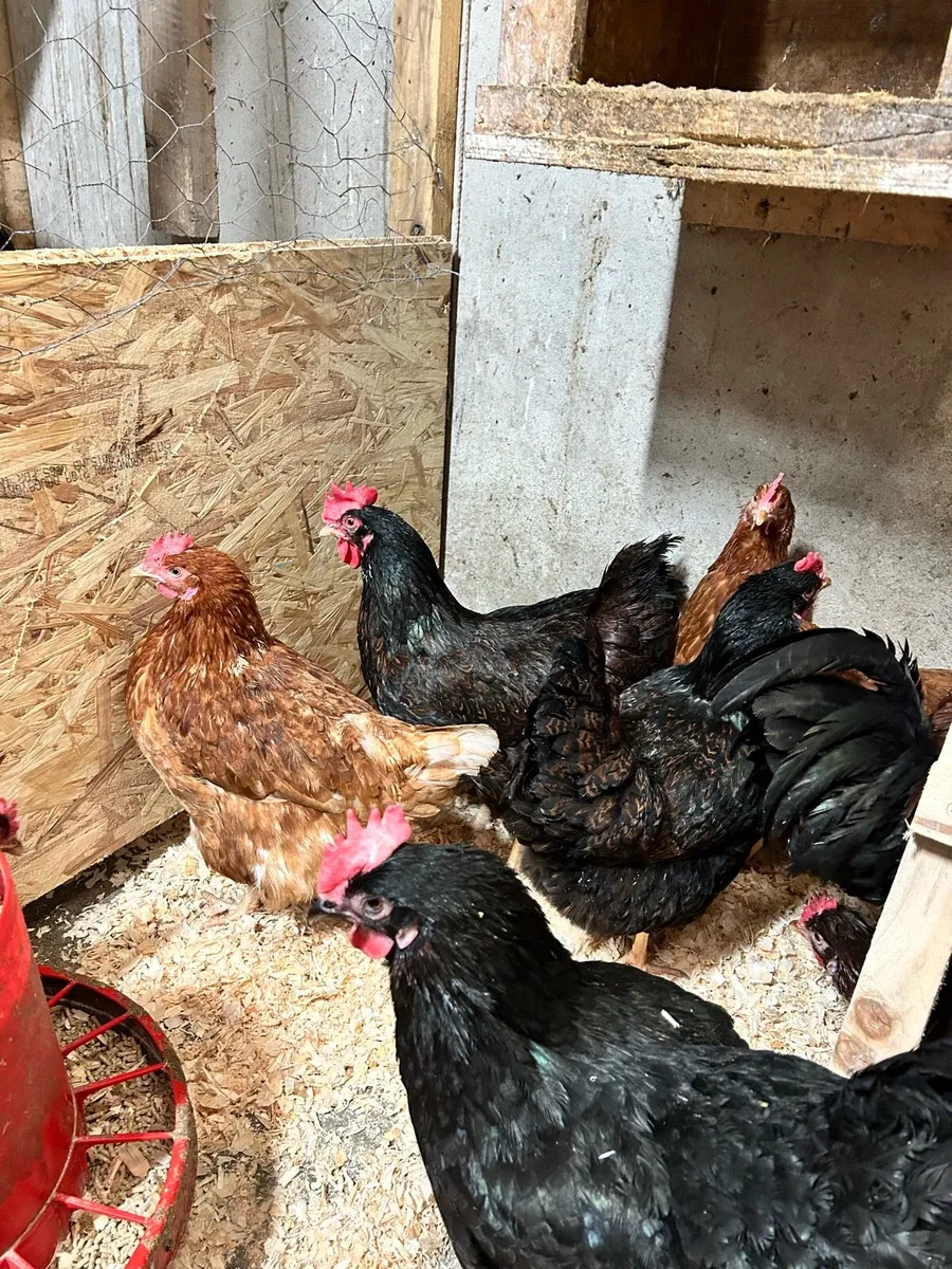 Purebred poultry - Image 4