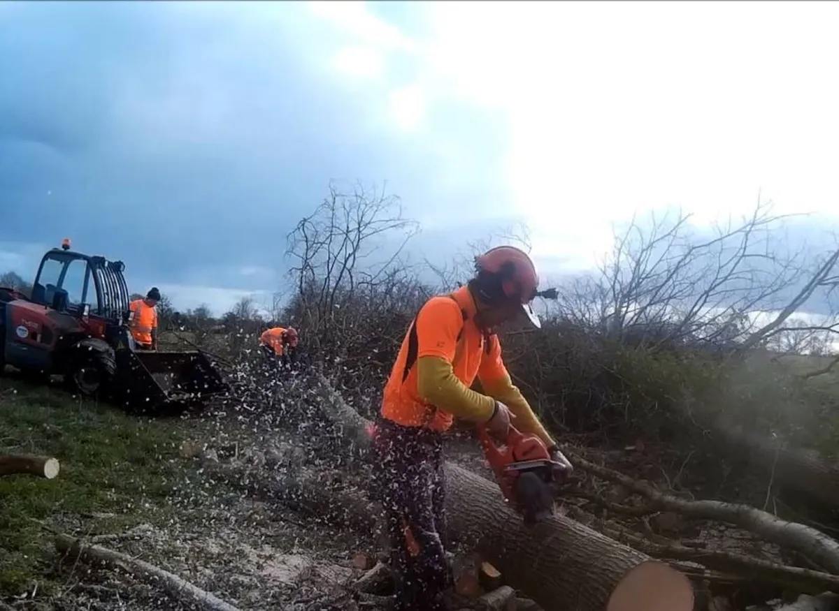 Treewise Tree Services - Image 4