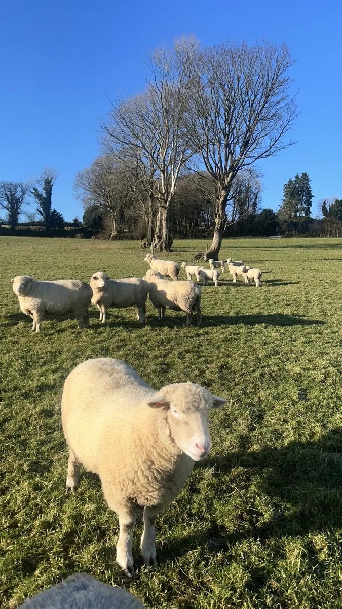 Pedigree Dorset ewes and lambs - Image 1