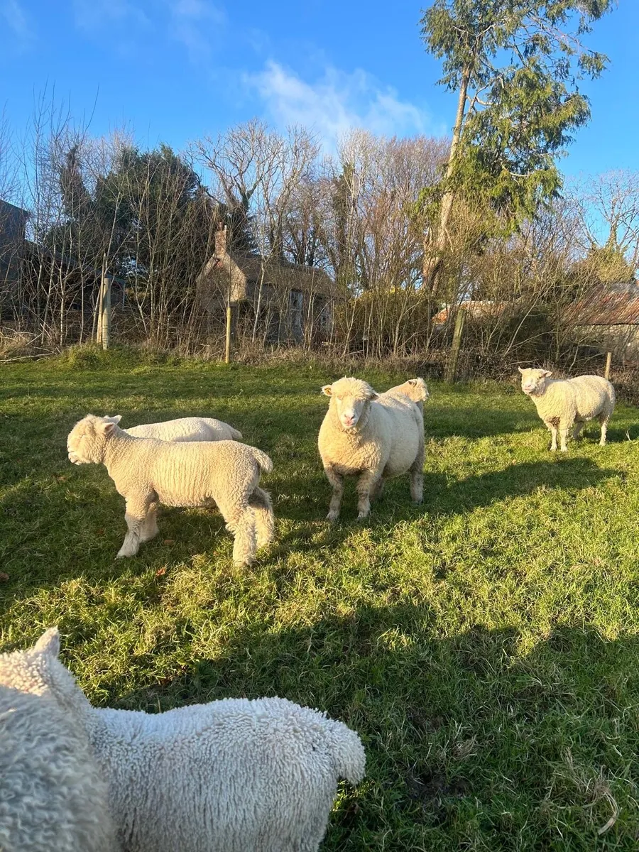 Pedigree Dorset ewes and lambs - Image 2