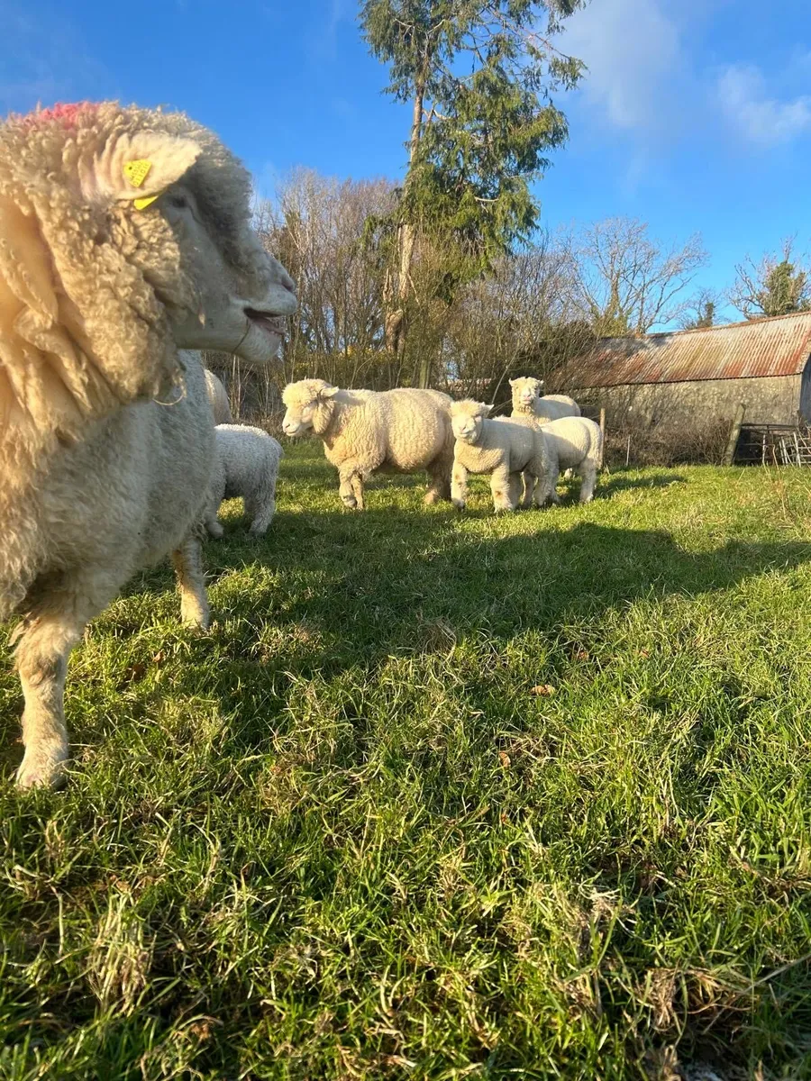 Pedigree Dorset ewes and lambs - Image 4