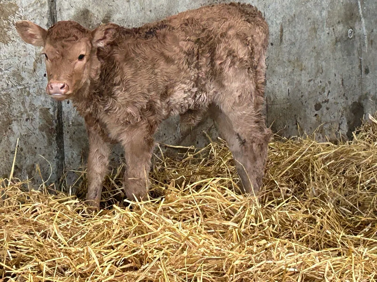 Second calved cow and heifer caif - Image 4