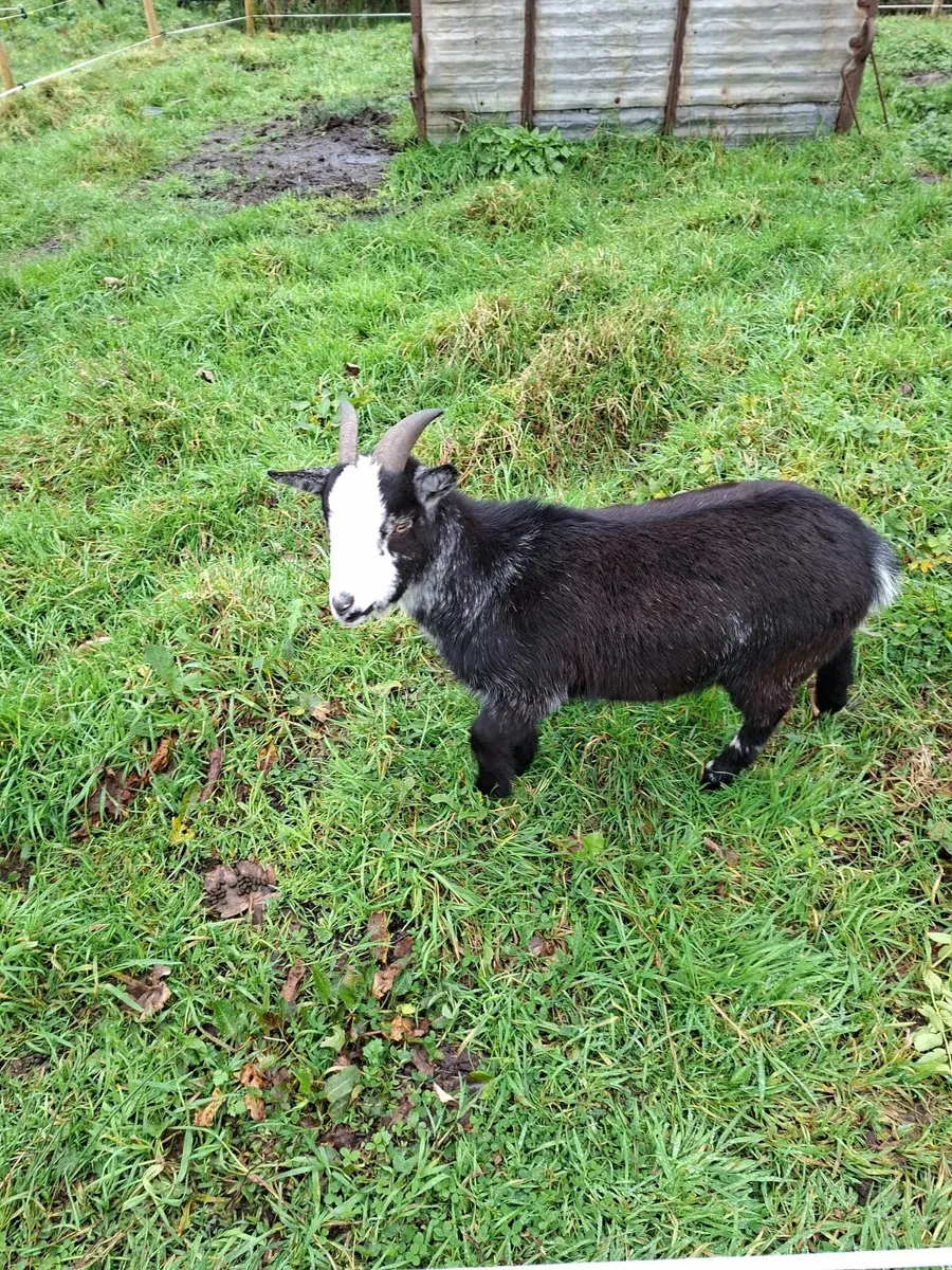 2 pygmy Goats - Image 3
