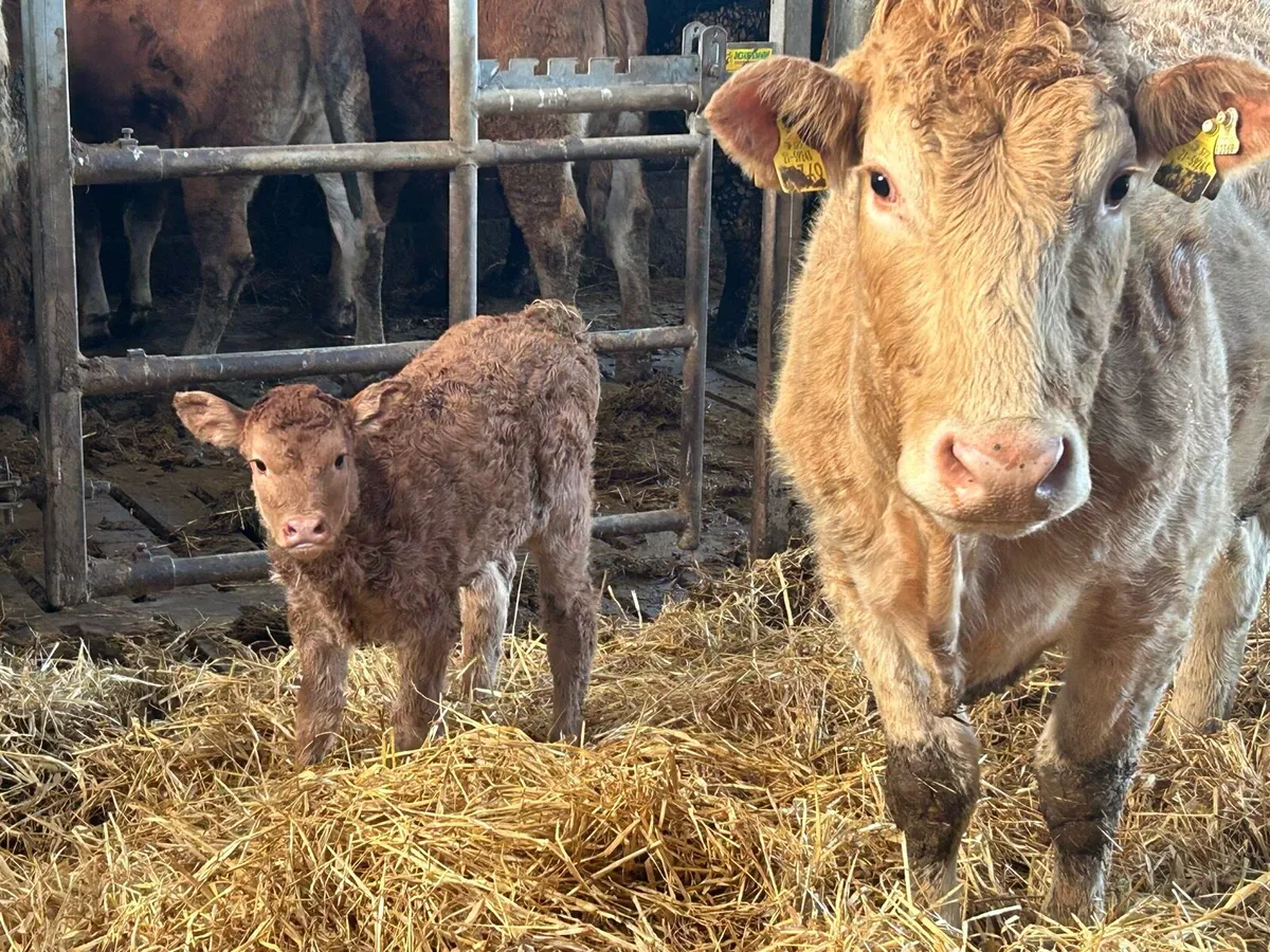 Second calved cow and heifer caif - Image 1