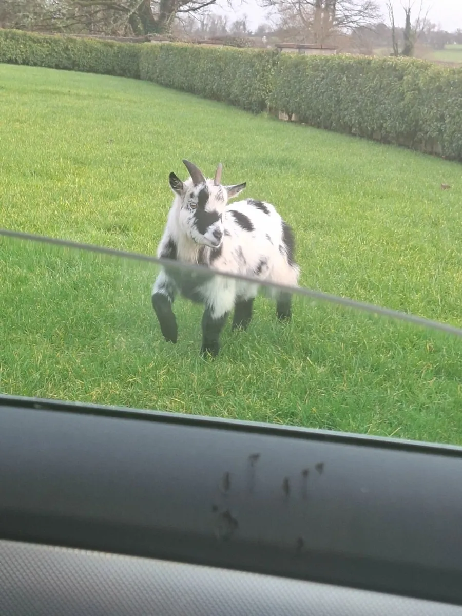 2 pygmy Goats - Image 4