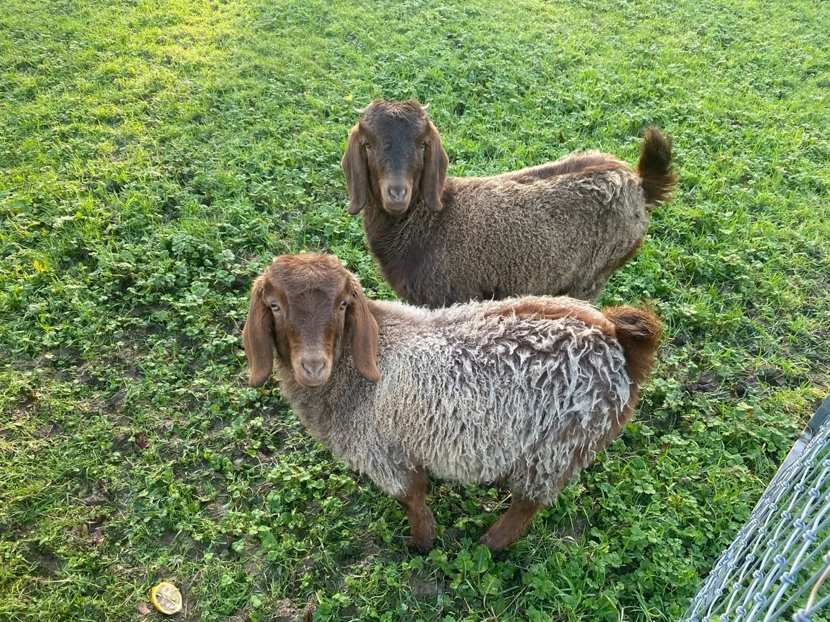Pair pedigree red boer doeling goats - Image 1