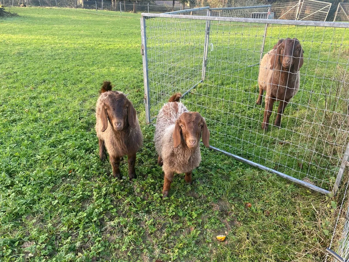 Pair pedigree red boer doeling goats - Image 3