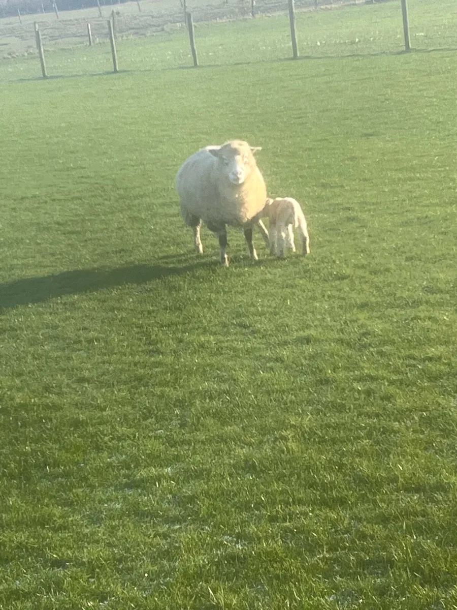 😍2 serious dorset outfits 😍 - Image 1