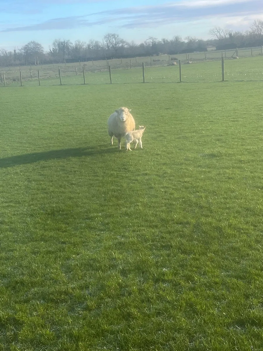 😍2 serious dorset outfits 😍 - Image 2