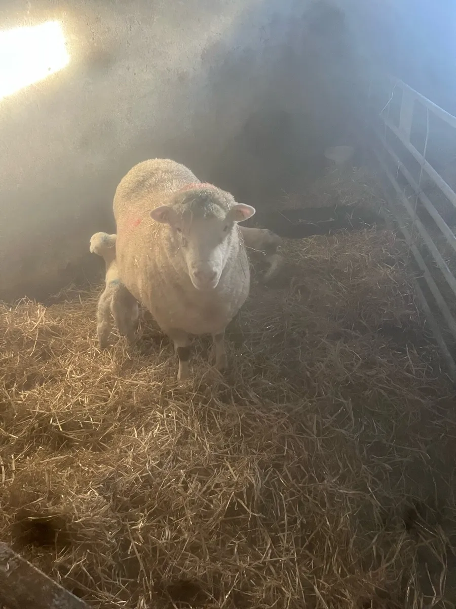 😍2 serious dorset outfits 😍 - Image 3