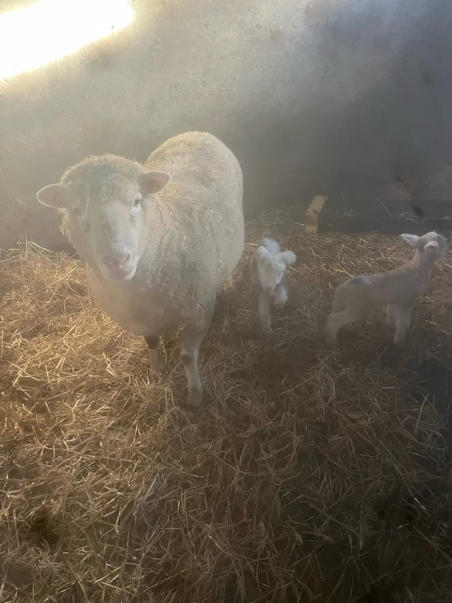 😍2 serious dorset outfits 😍 - Image 4