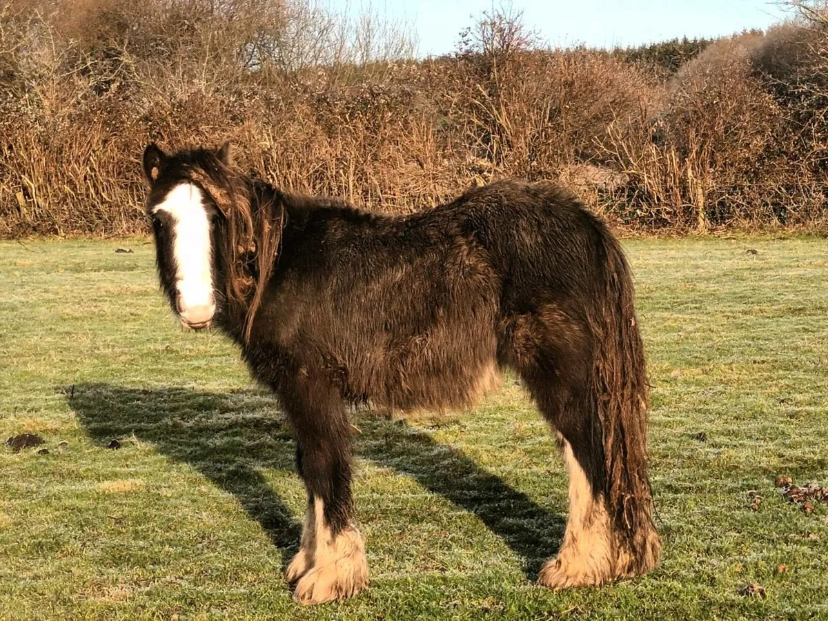 COLT FOAL FOR SALE - Image 1