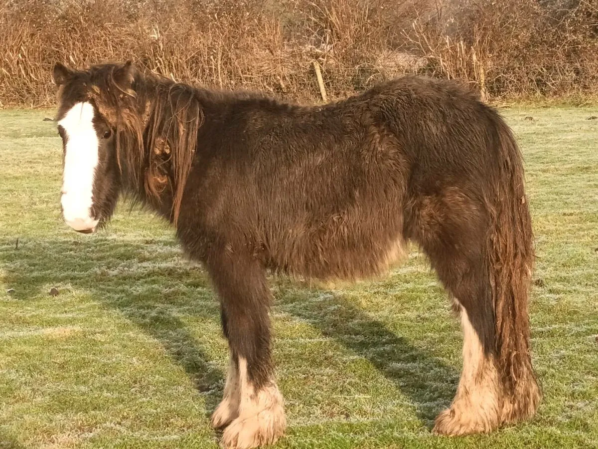 COLT FOAL FOR SALE - Image 2