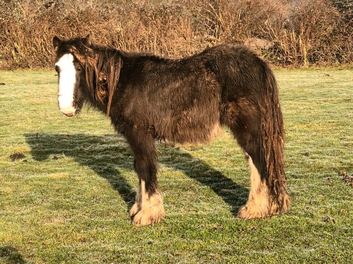 COLT FOAL FOR SALE - Image 3