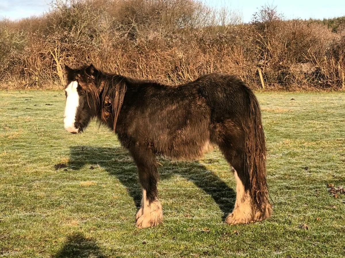 COLT FOAL FOR SALE - Image 4
