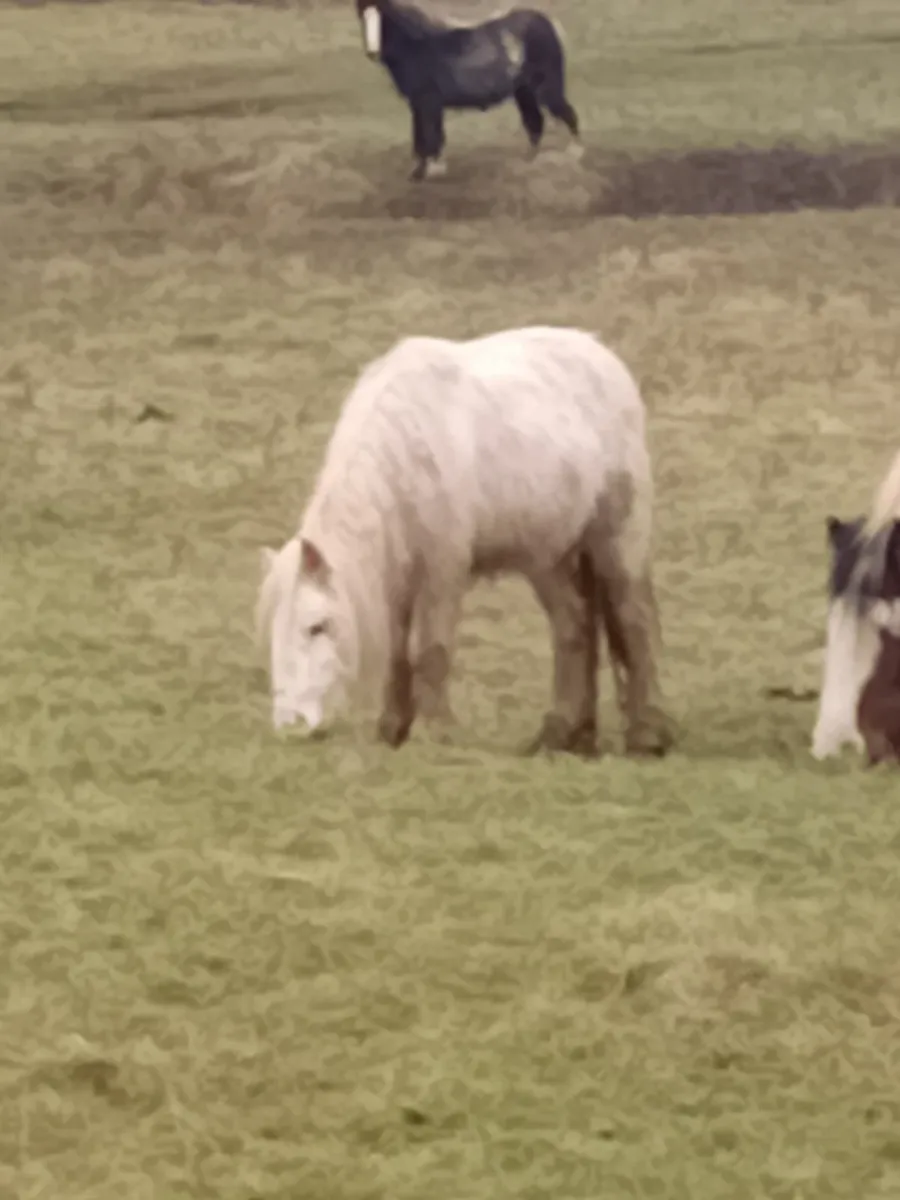 Pony cobs - Image 1