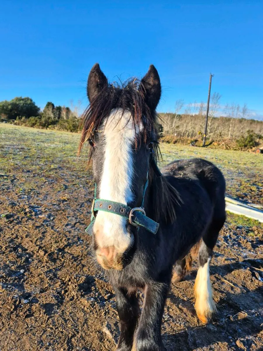 Filly for sale - Image 1