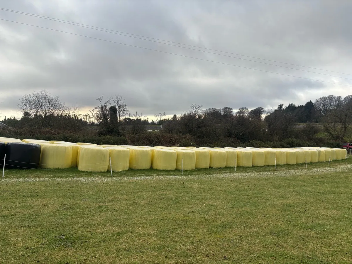 Good Quality Haylage