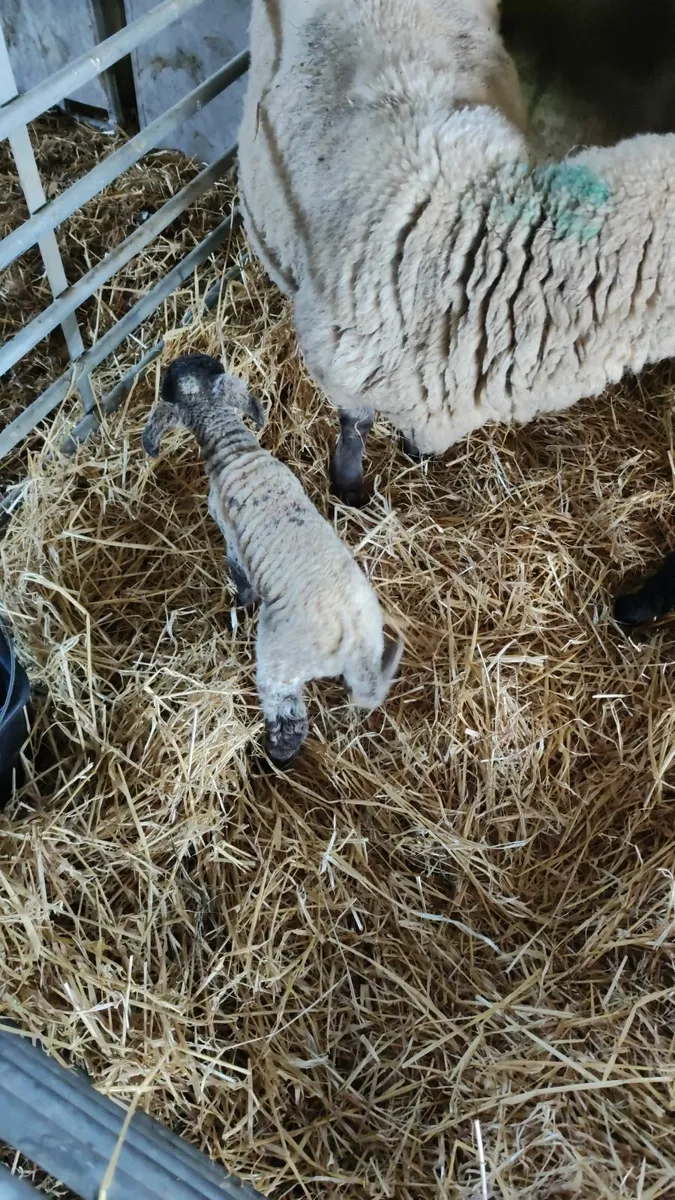 Pet Lamb - Image 4