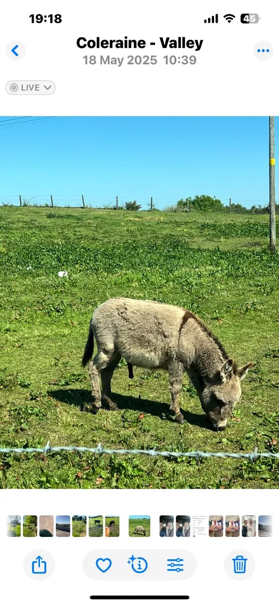 Minture Jack Donkey - Image 1