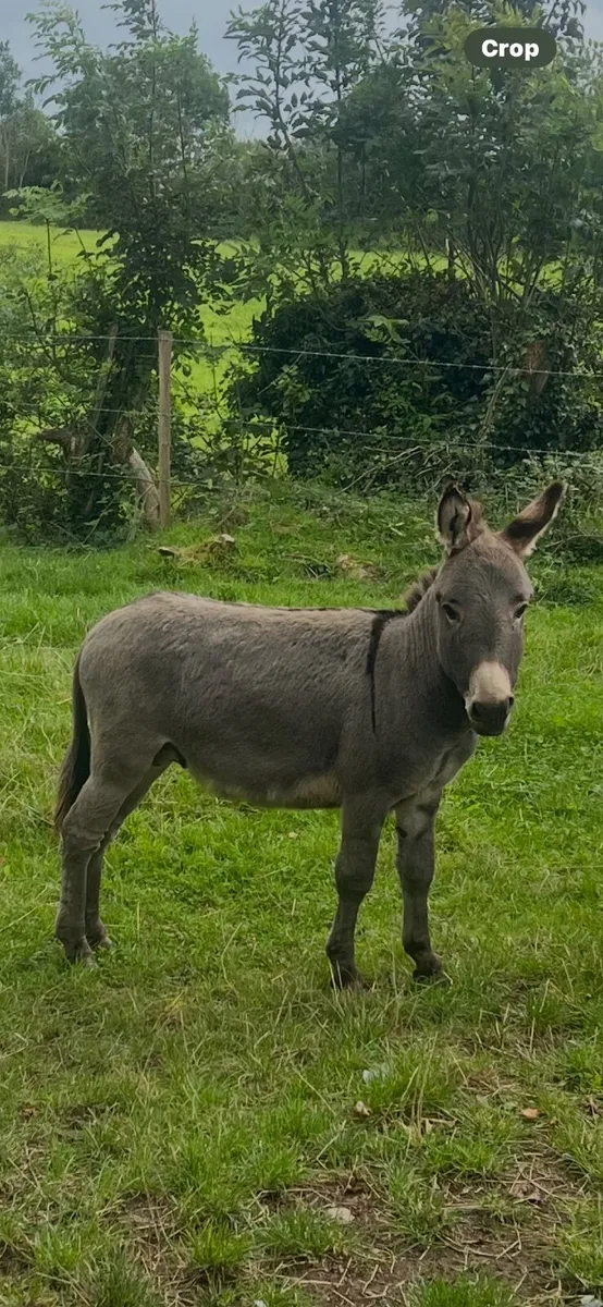 Minture Jack Donkey - Image 2