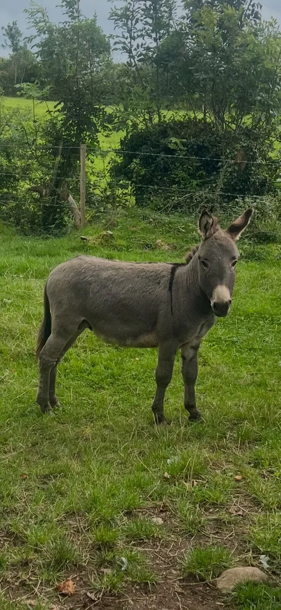 Minture Jack Donkey - Image 3