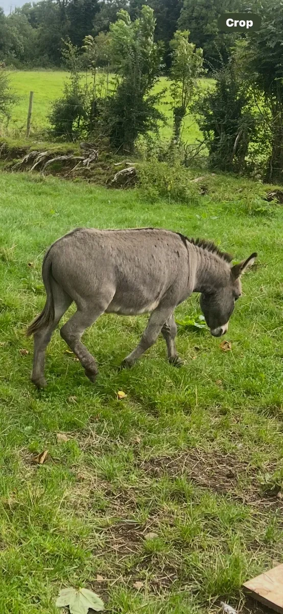 Minture Jack Donkey - Image 4