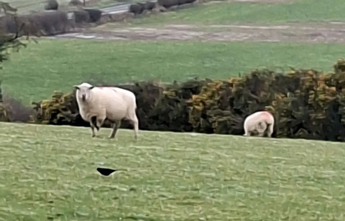 Inlamb ewes - Image 2