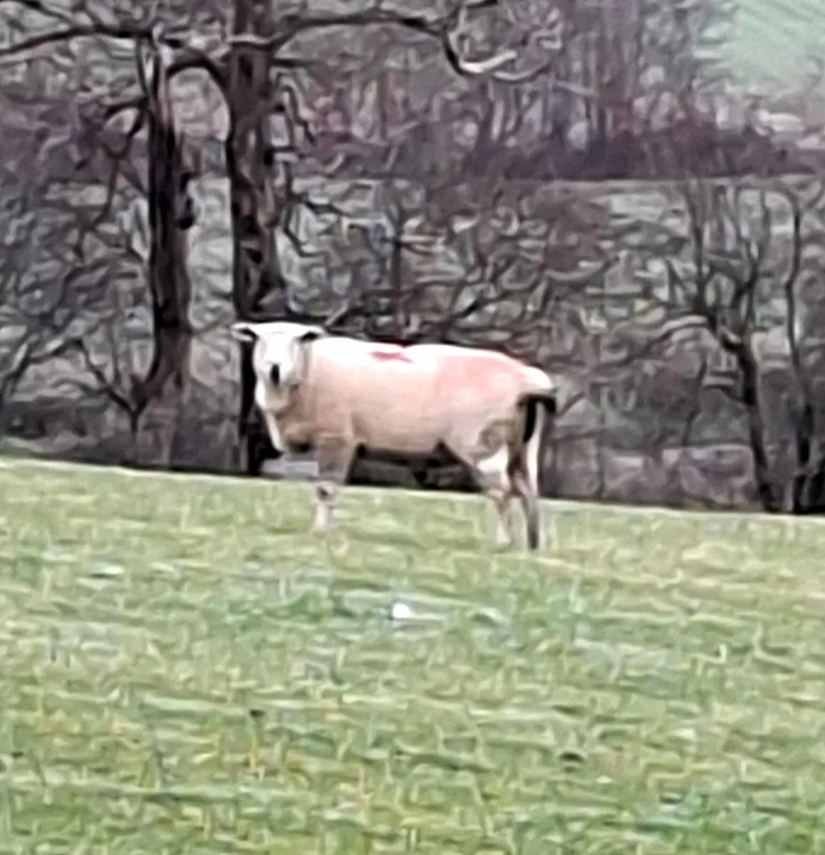 Inlamb ewes - Image 1