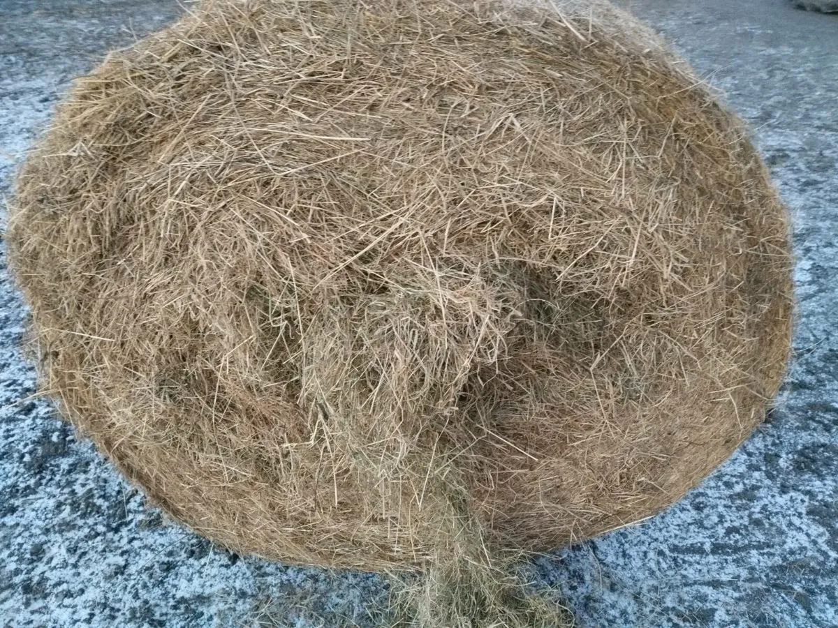 Hay - Image 1