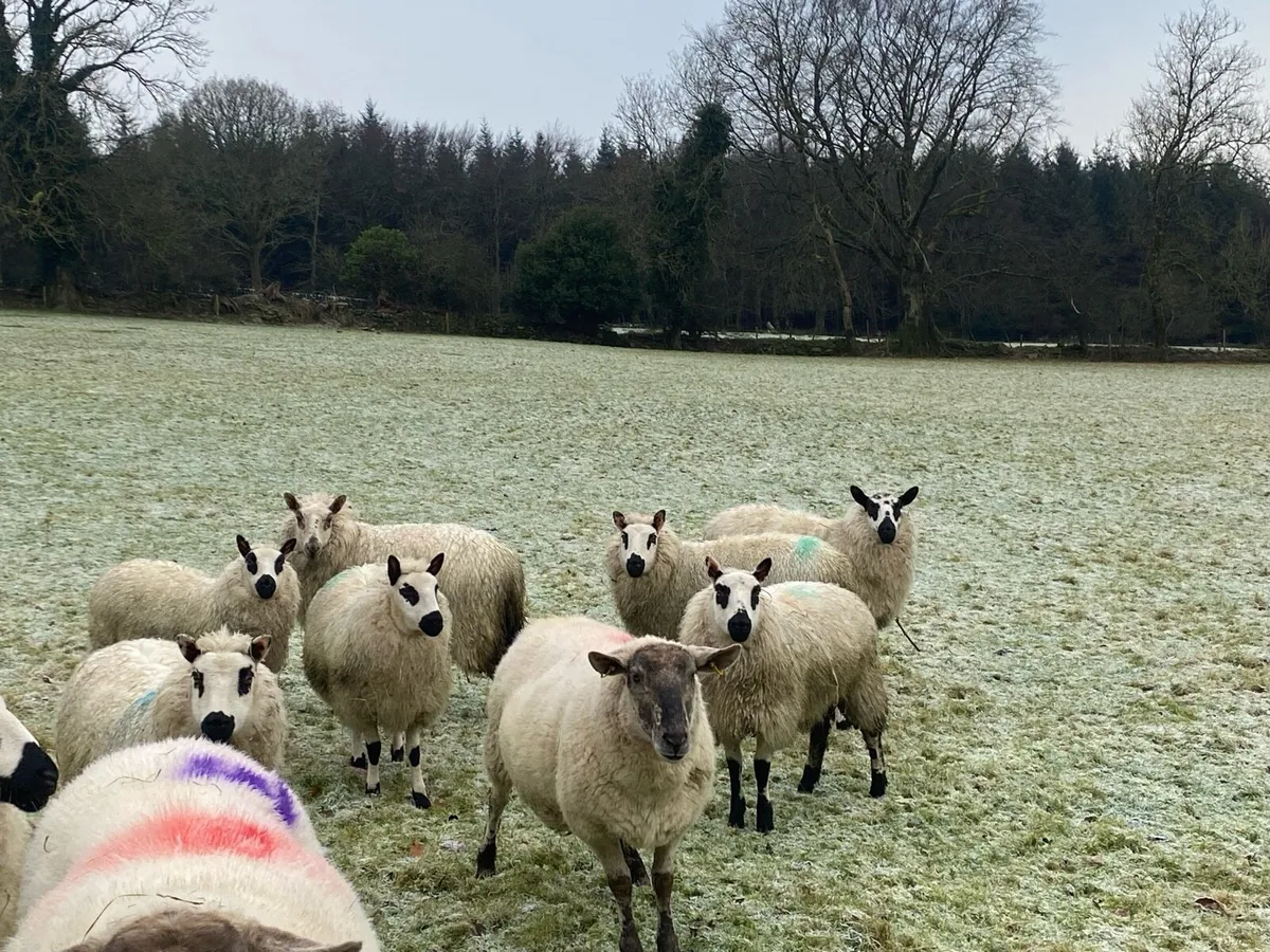 Kerry Hill Ewe Lambs