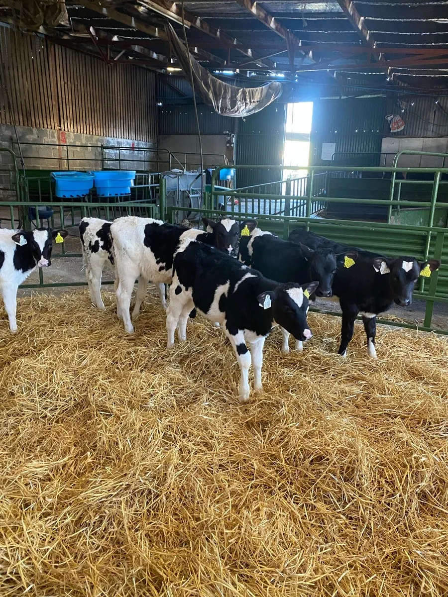 Heifer Calves - Image 1