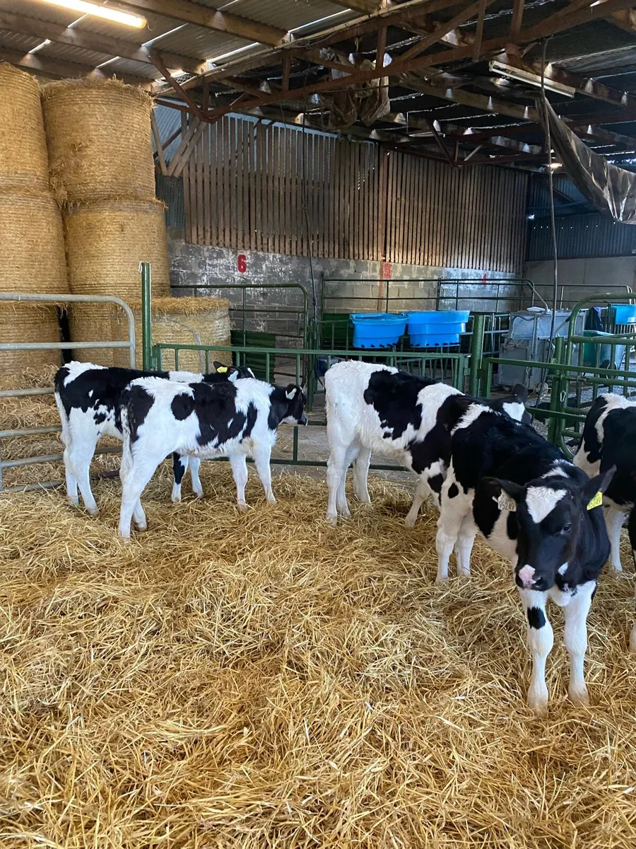 Heifer Calves - Image 2