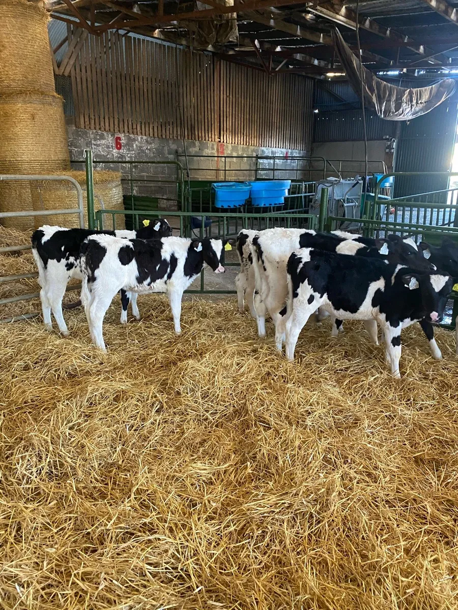 Heifer Calves - Image 3