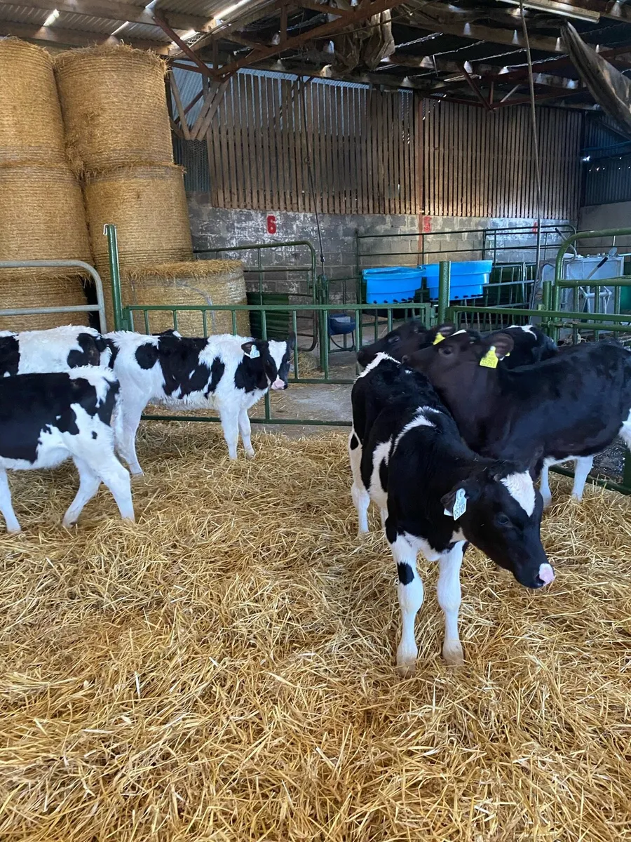 Heifer Calves - Image 4