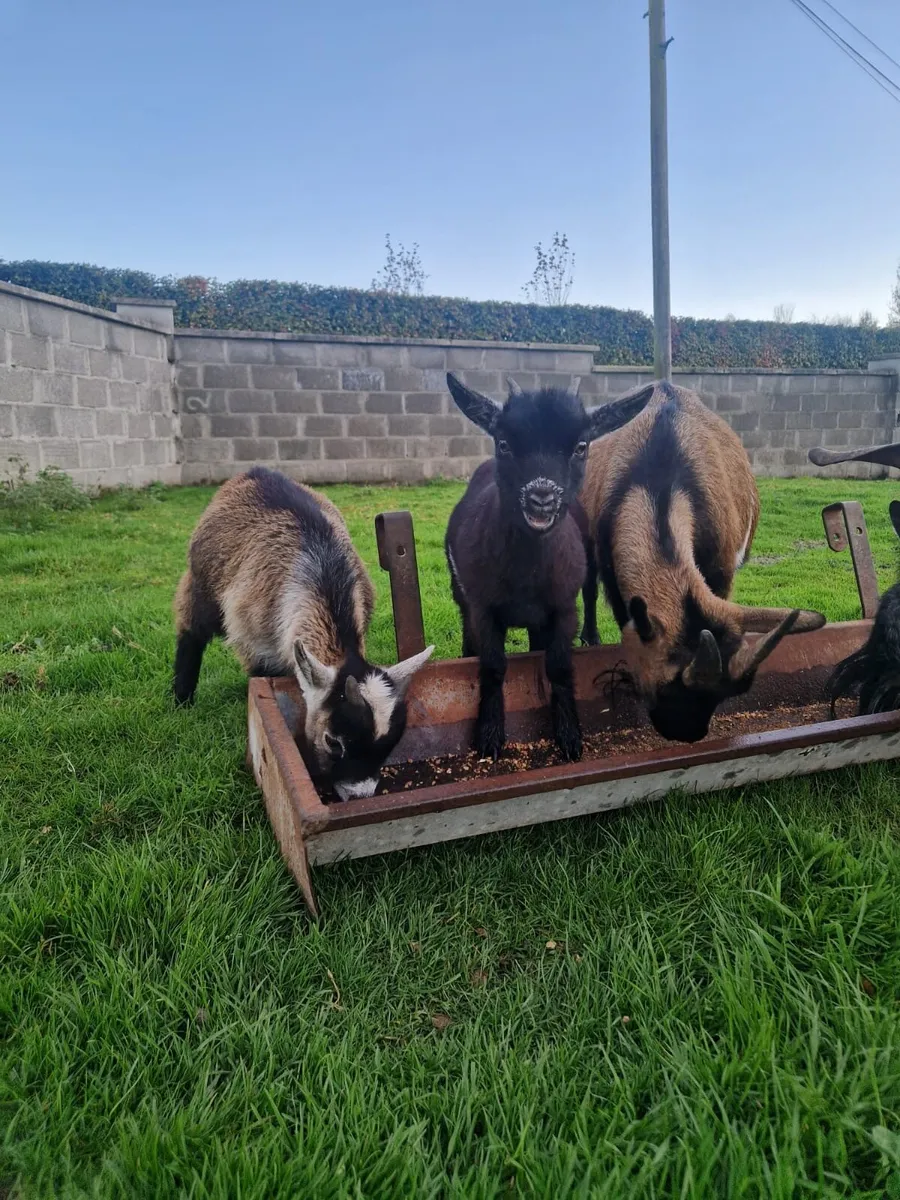 Pygmy Goats - Image 4