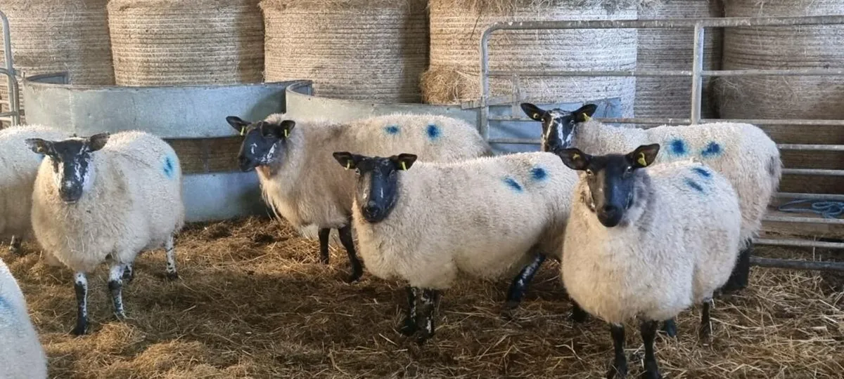 In lamb Milford ewes - Image 1