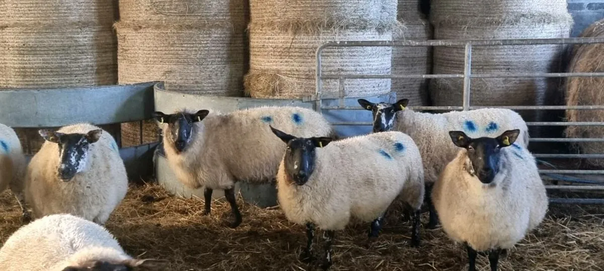 In lamb Milford ewes - Image 3